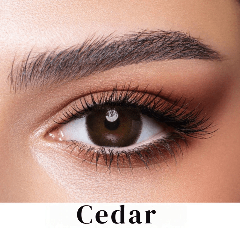 Bella One Day Lenses Cedar